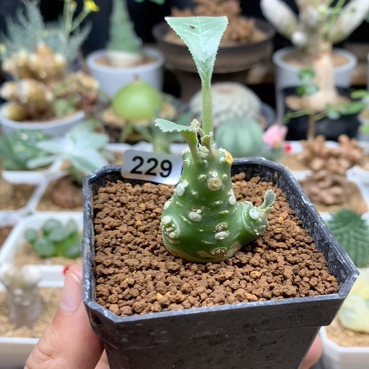 白皮琉桑母本带盆229