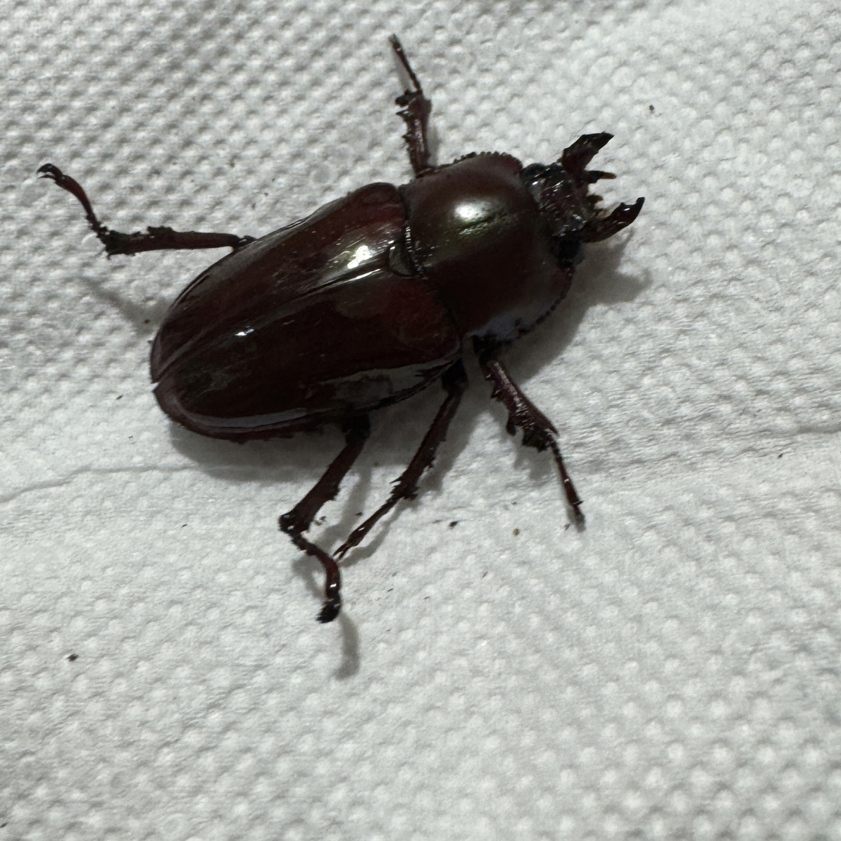 彩虹锹甲 成虫 活体（70号）母32mm