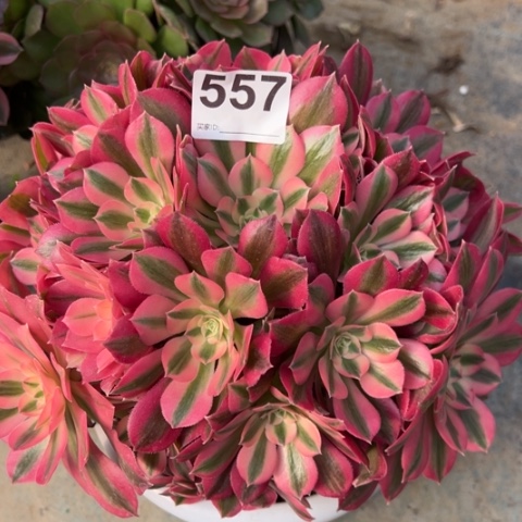 557女巫22厘米左右