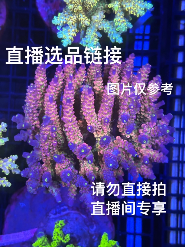 水草 直播选硬骨珊瑚链接