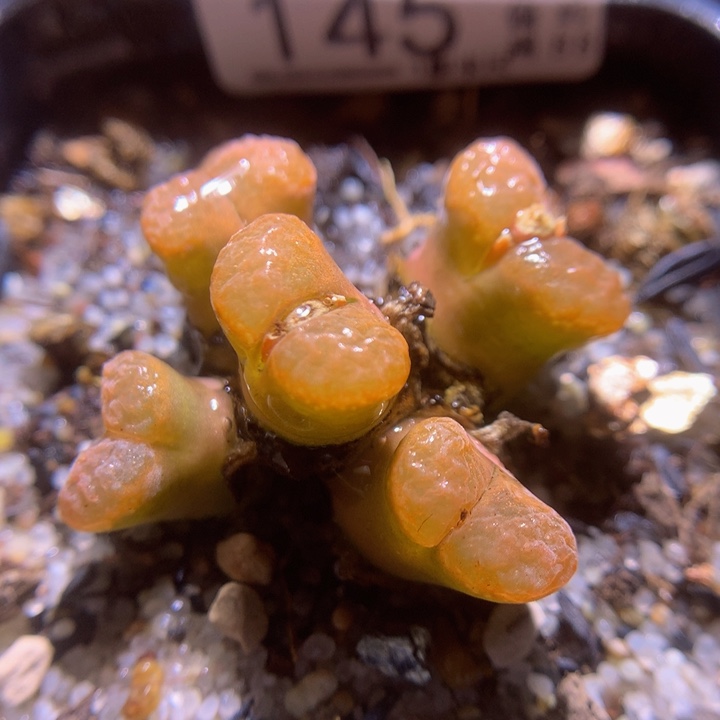 精品生石花116.145