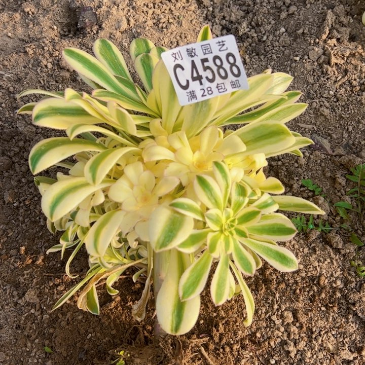 4688多肉植物保时捷多肉植物