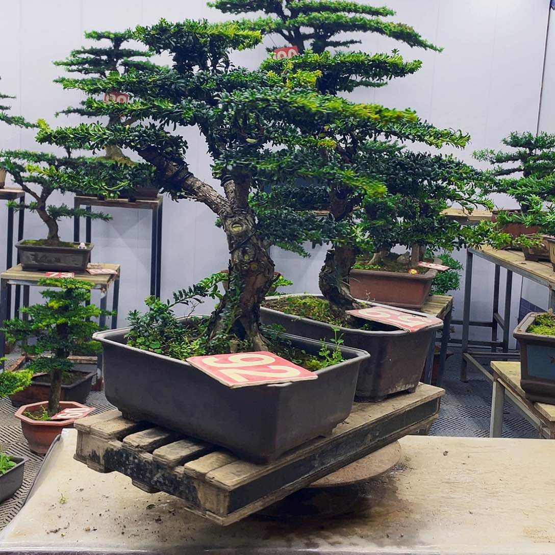 无花朵罗汉松红芽