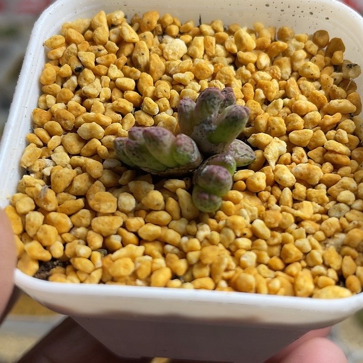 家人园艺多肉生石花龙猫斑马290