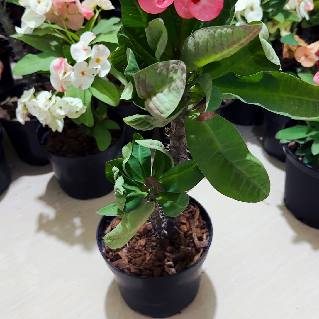 陶***姐完全开放罗莎直播间一物一拍