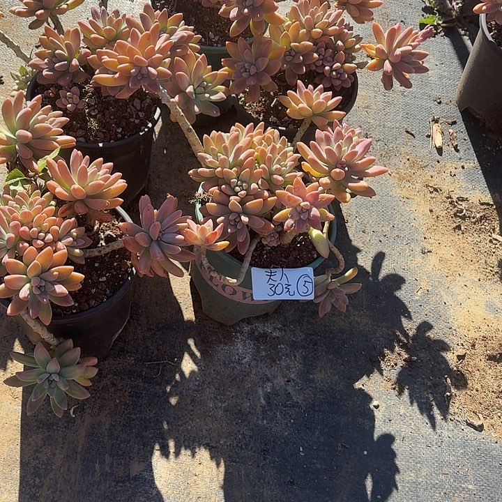 ****࿐多肉植物一物一拍夫人