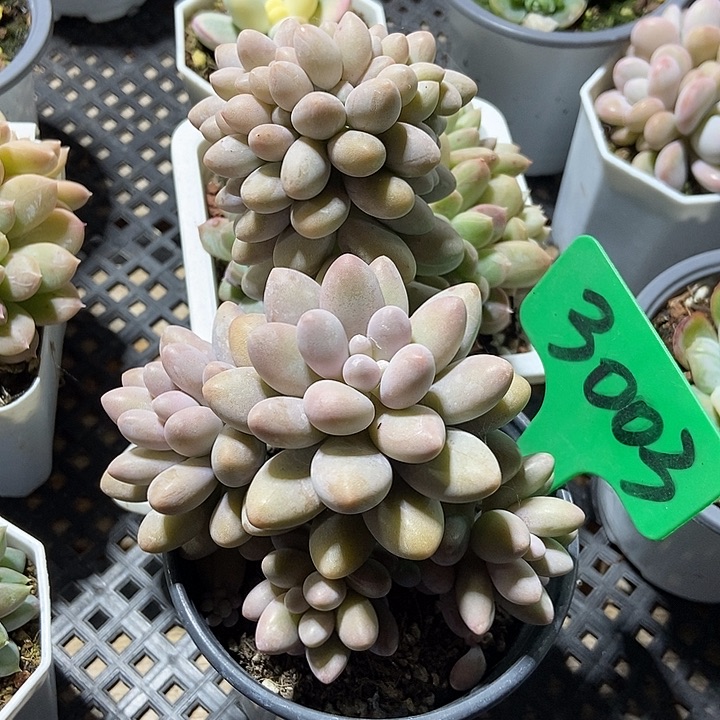 多肉植物汤圆缀3003