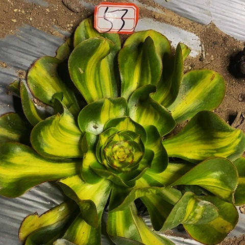 暴君款锦法师53链接