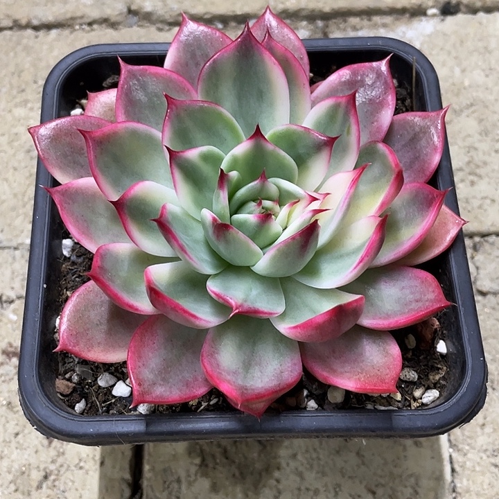 桃花锦一物一拍锦龙