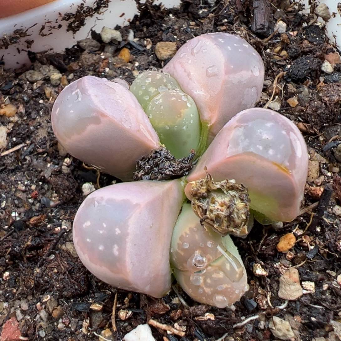 2.22好看的多肉402