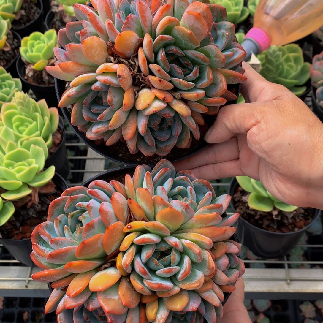 92311两个全明星嗯嗯嗯嗯嗯好