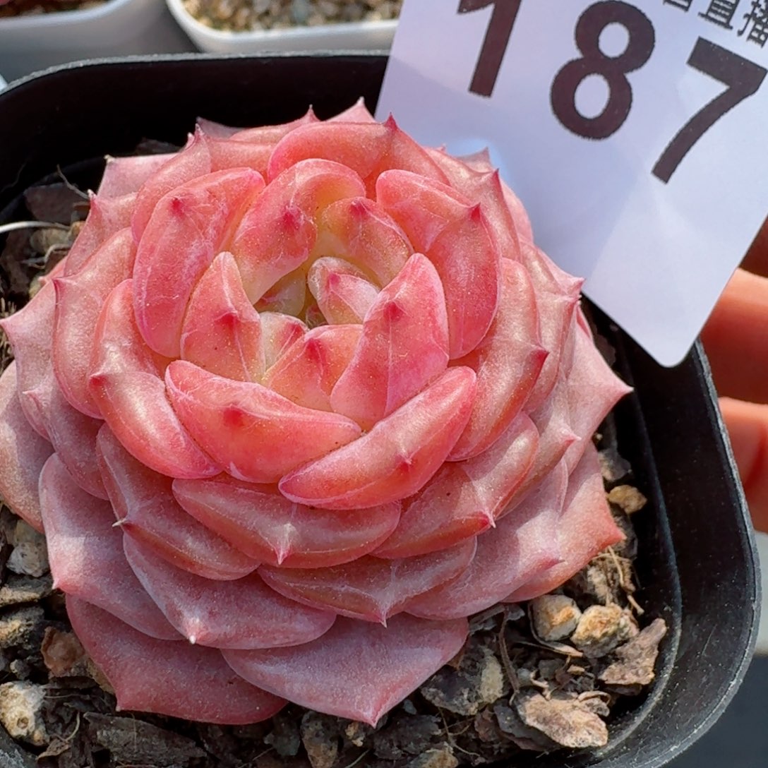 红石榴         多肉植物