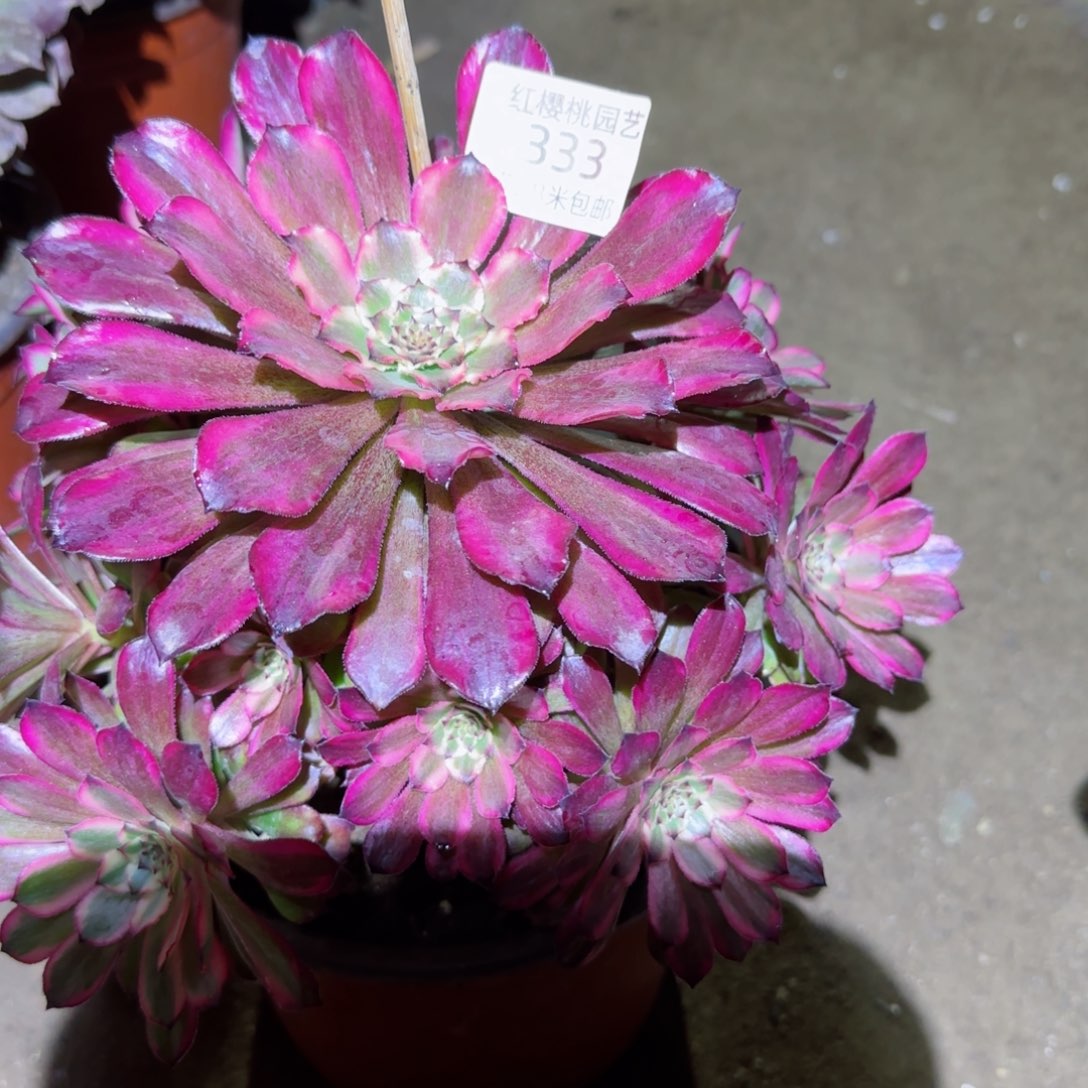 雪姬法师多肉333