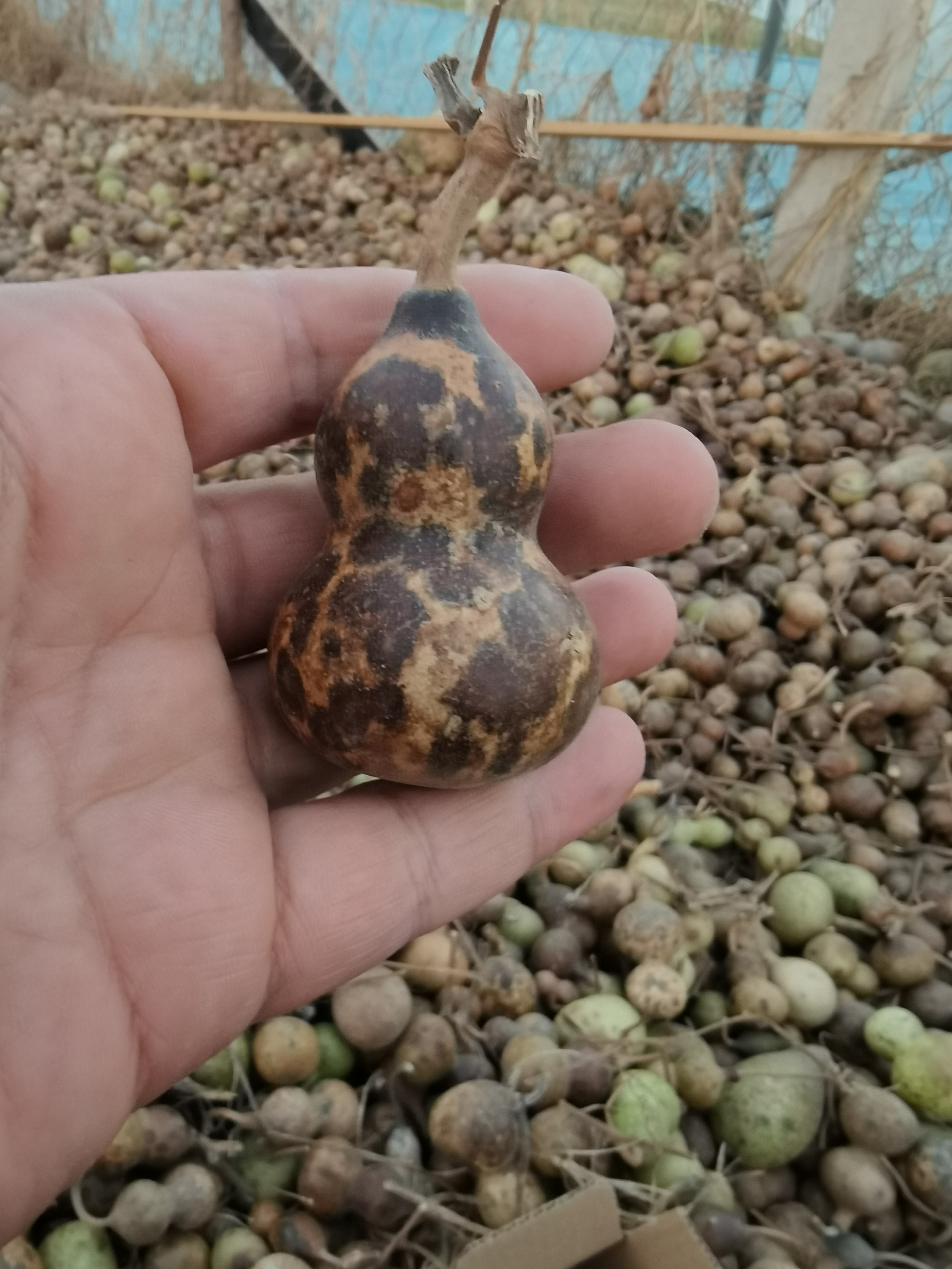 文玩花皮小葫芦9.9元一小箱15元一大箱默认微瑕完美主义者勿拍