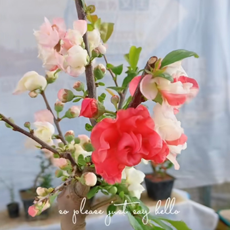 原生羽衣锦 海棠花 小苗