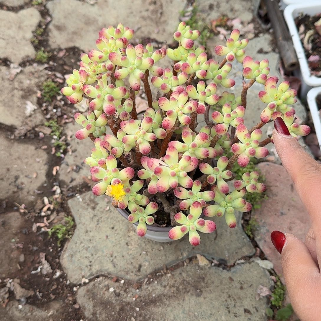 果冻乙女心老庄炖肉