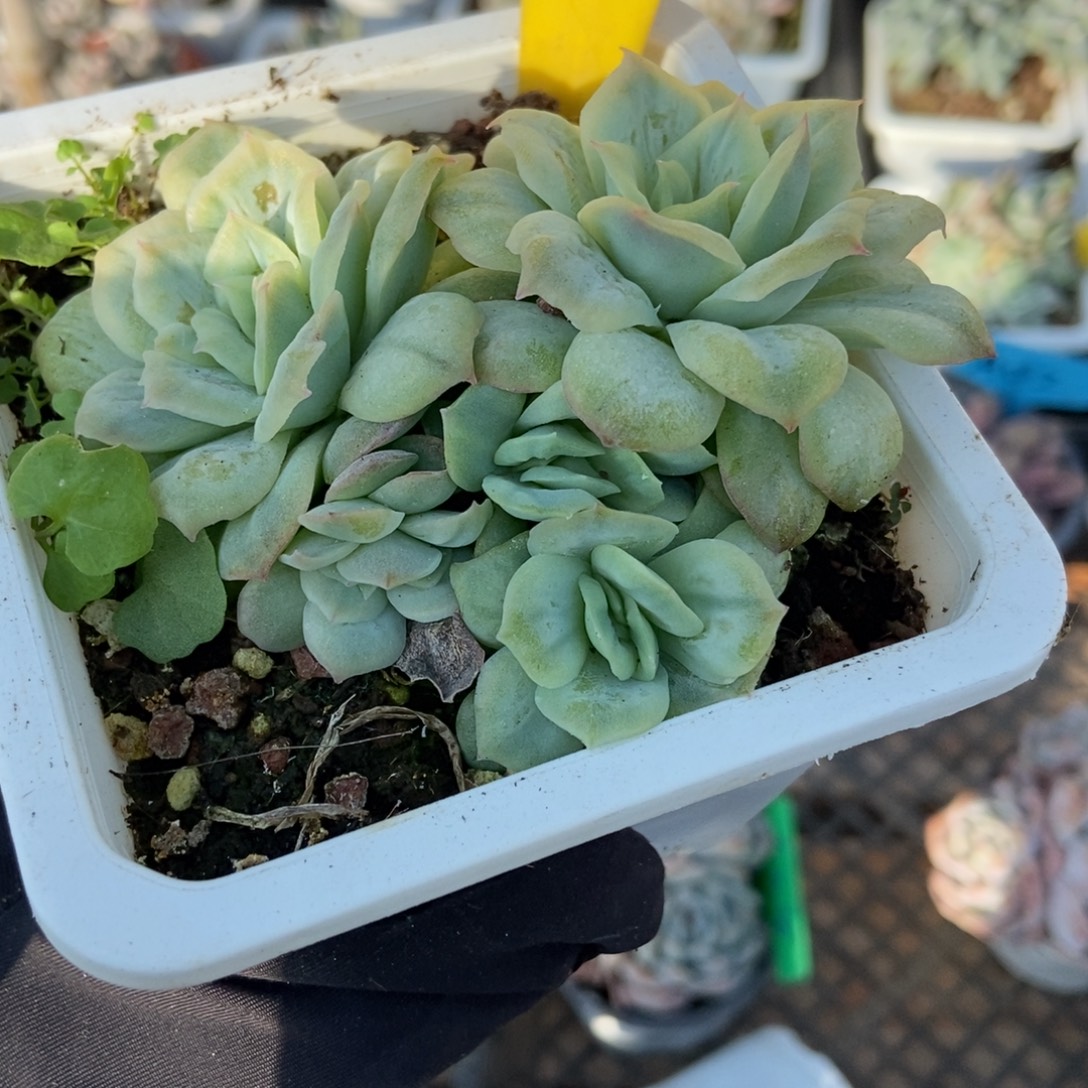886泡泡莎多肉植物