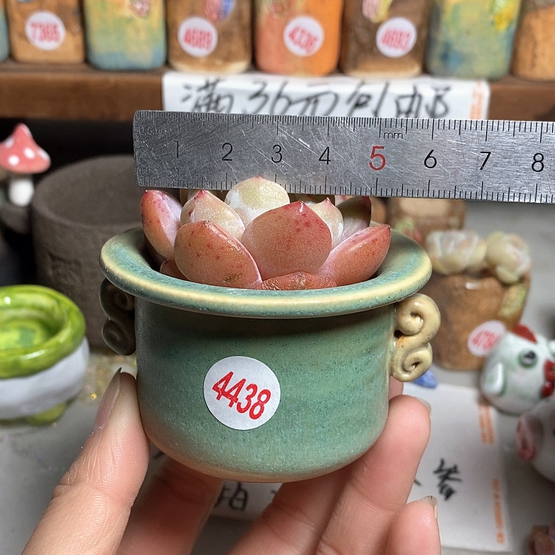 红陶拍5送一个小