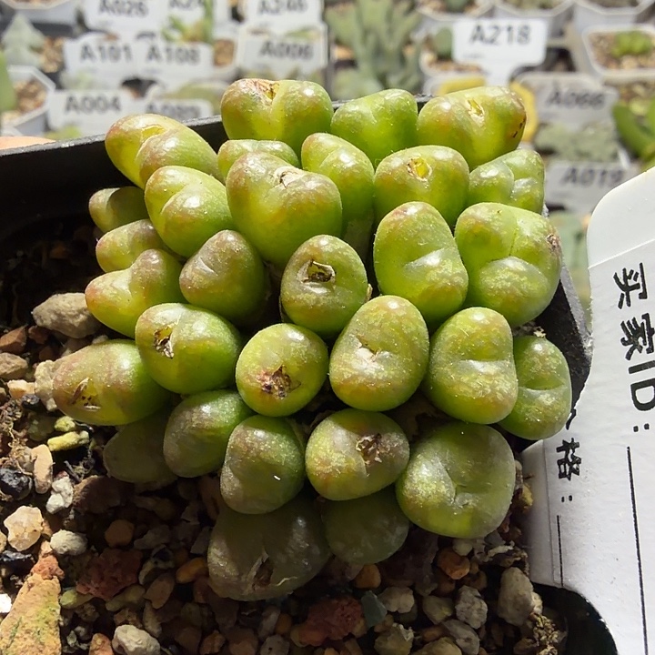 097。满38包邮肉锥
