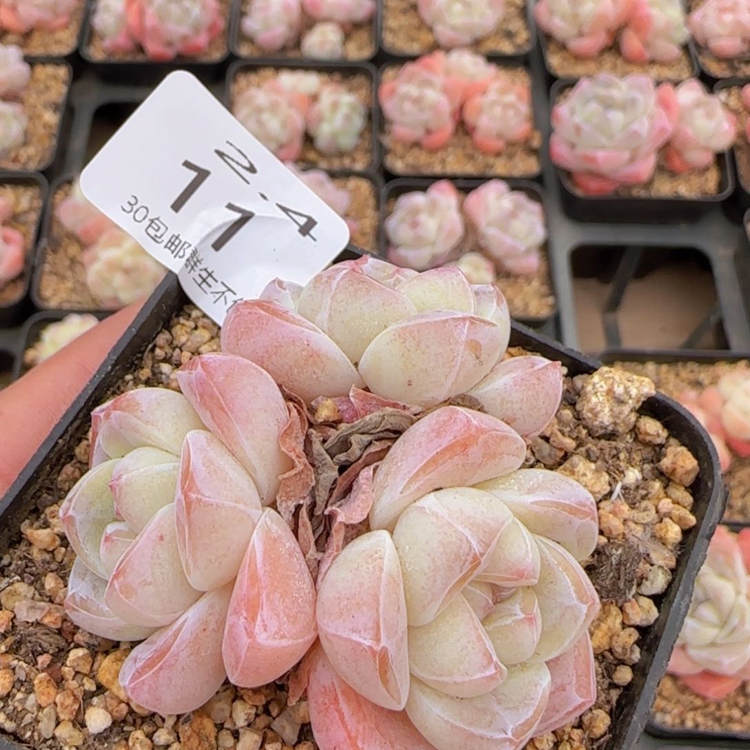 三头圆脸老桩冰玉一颗