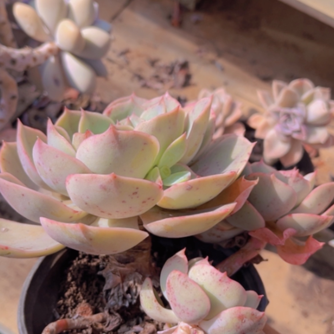 【闪购商品】蓝色苍鹭1388