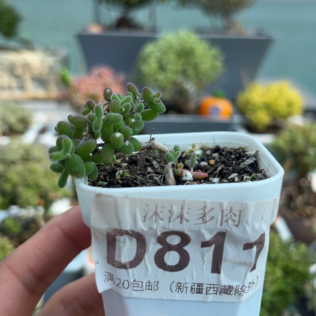 811实生糖球飘枝