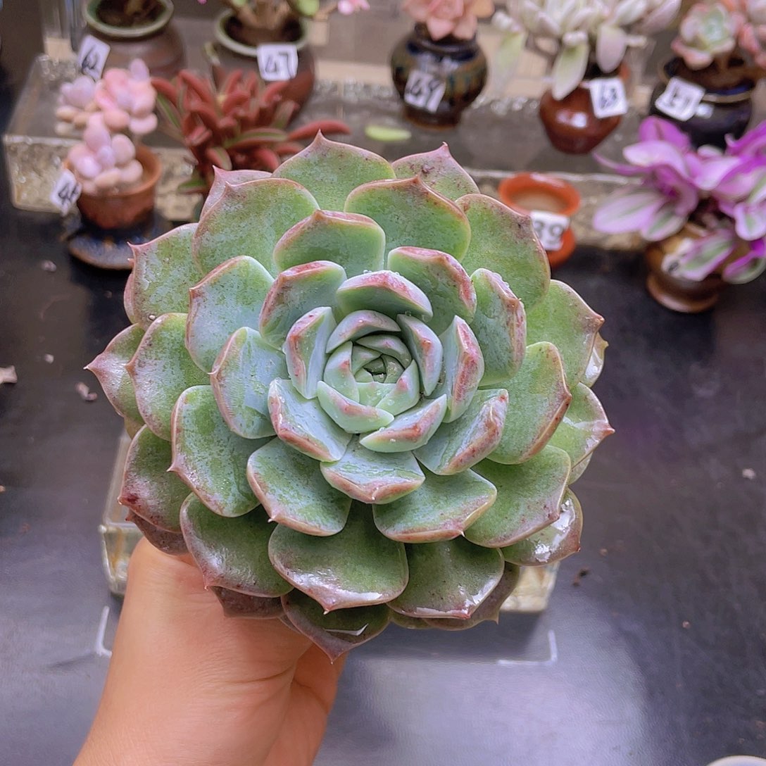 小****花钱花钱花钱花钱花钱