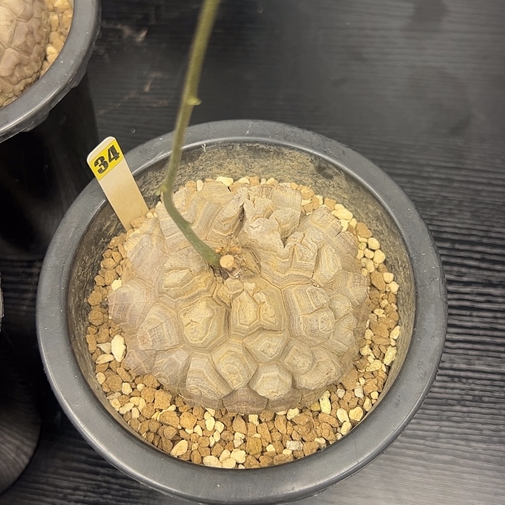 南非龟甲龙芙叶花卉