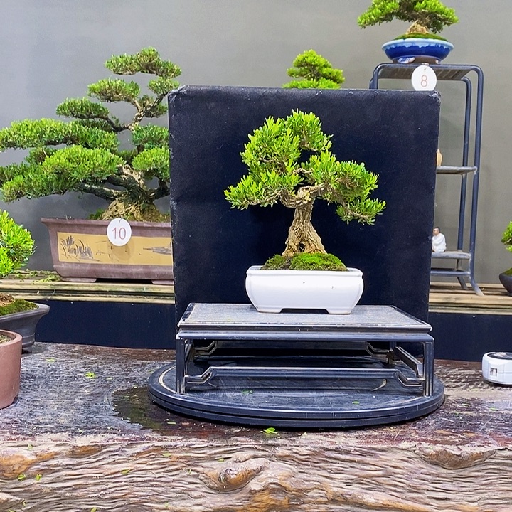 无花朵M黄杨盆景四季常青