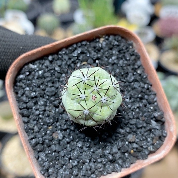 45号自根帝王丸2cm