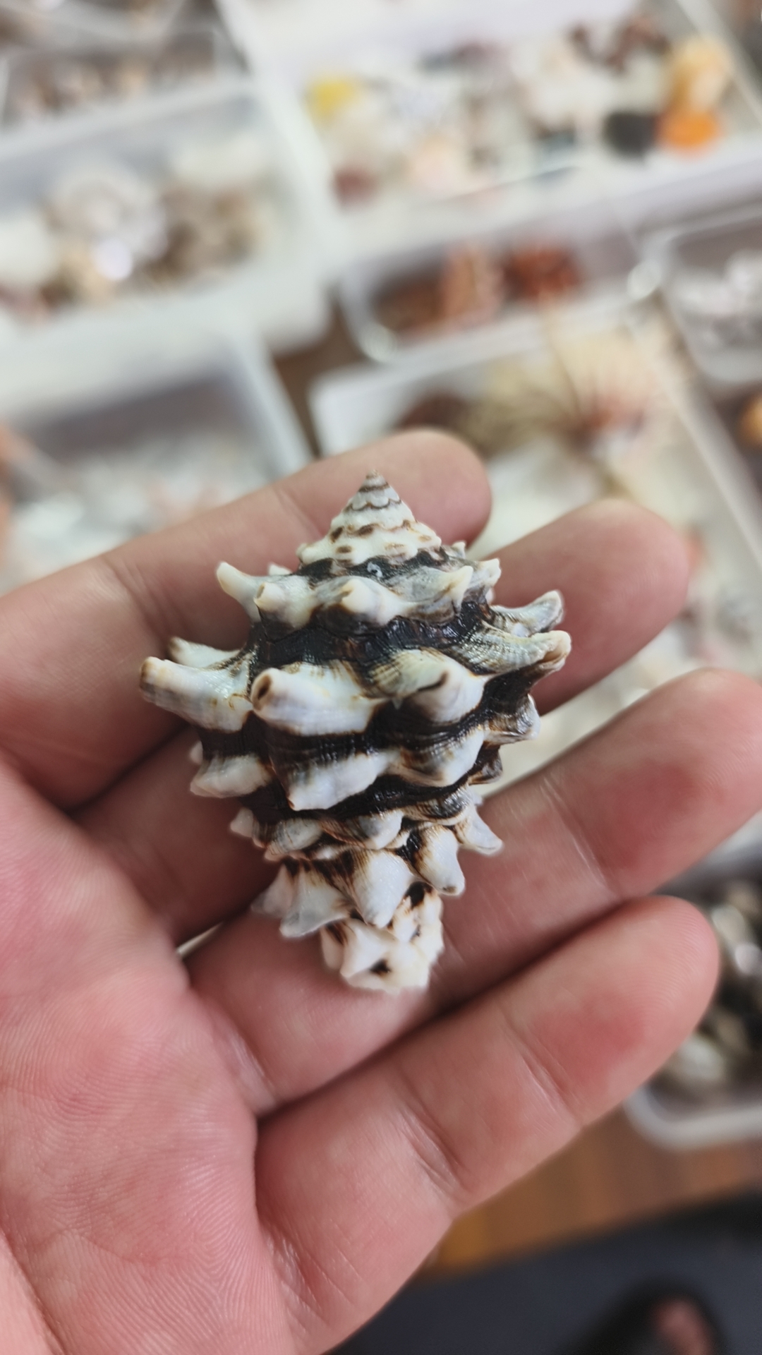 天然海螺黑骨螺拳头齿轮螺水族箱鱼缸造景家居收藏摆件