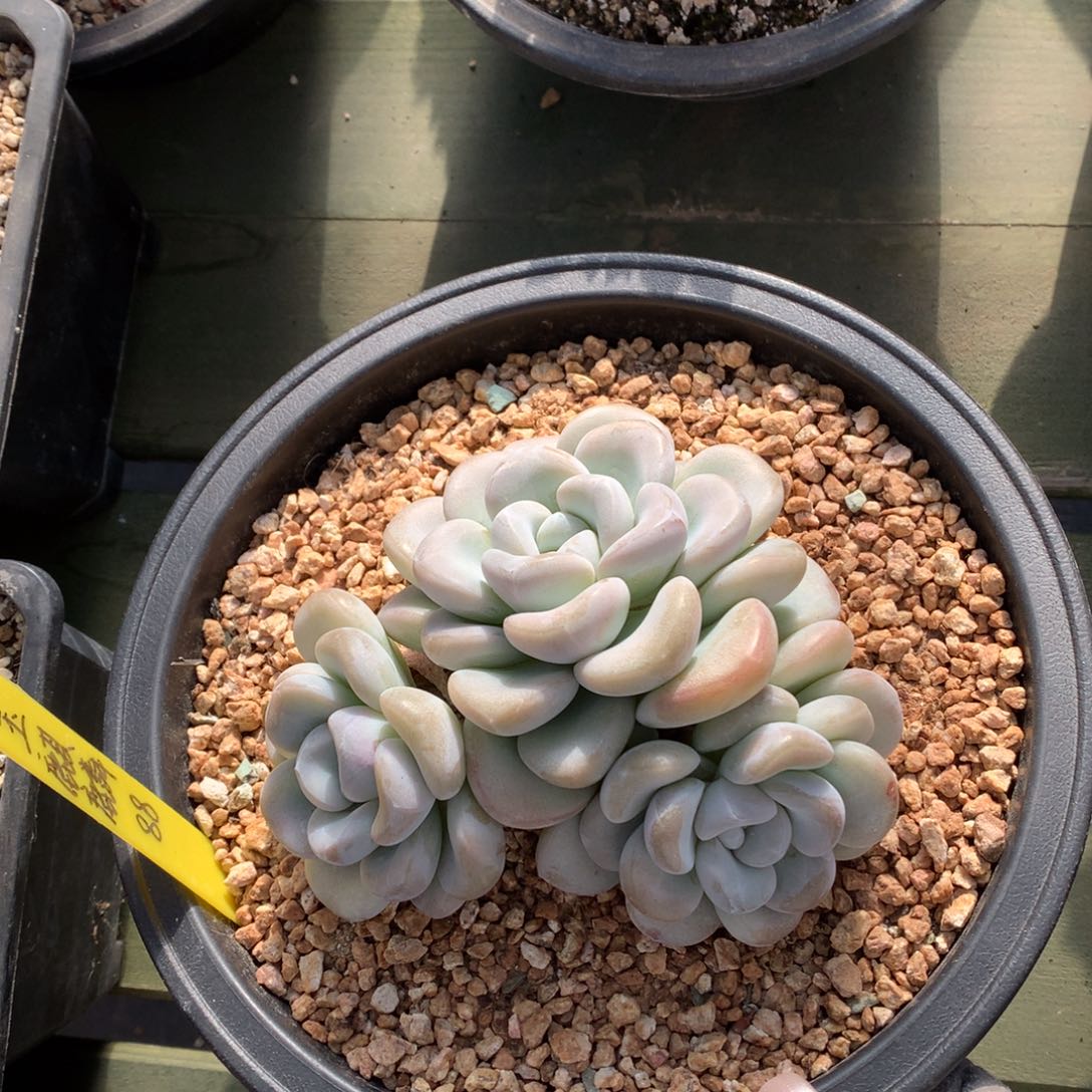 三头玉麒麟 一颗     