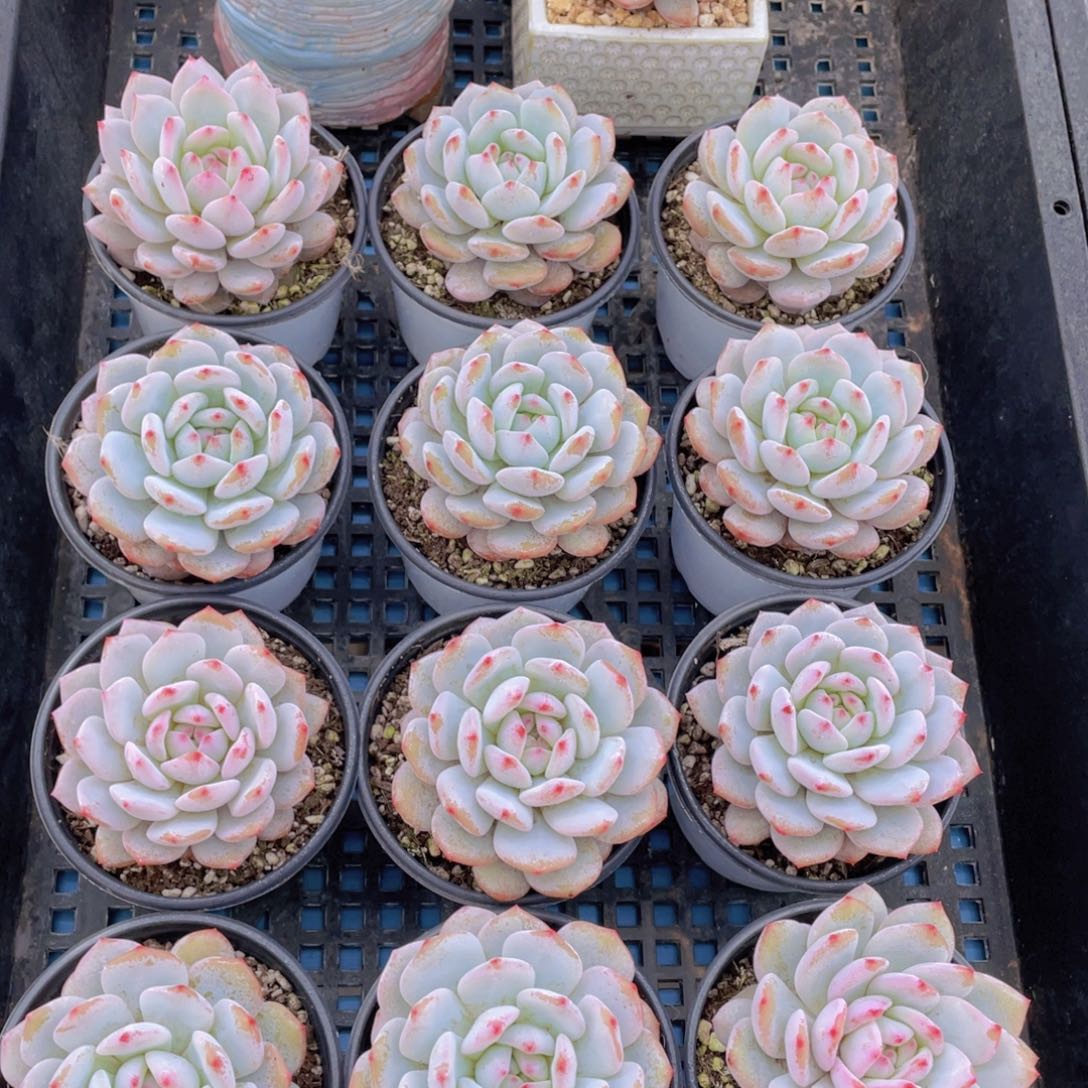 量拍34号星星橙大单头一个