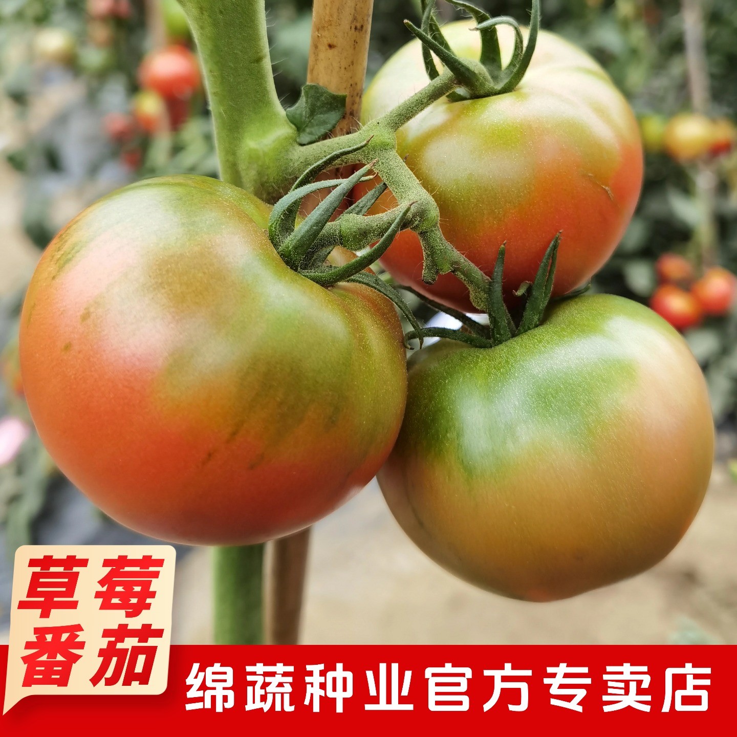 绵蔬【草莓番茄】酸酸甜甜草莓番茄口感番茄农家小院阳台都可以种植