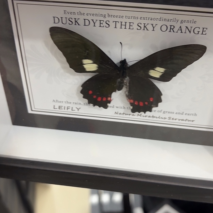 耀***.蝴蝶标本定制版023