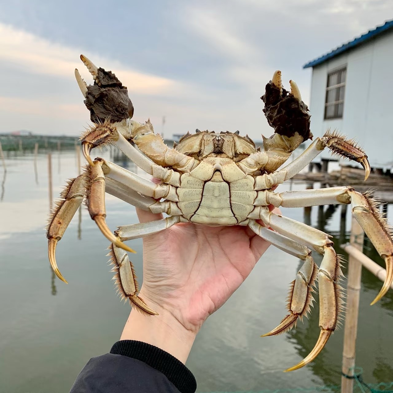 【公蟹4.0-3.7两】买6只送2只 8只装 顺丰京东江苏产地直发 青