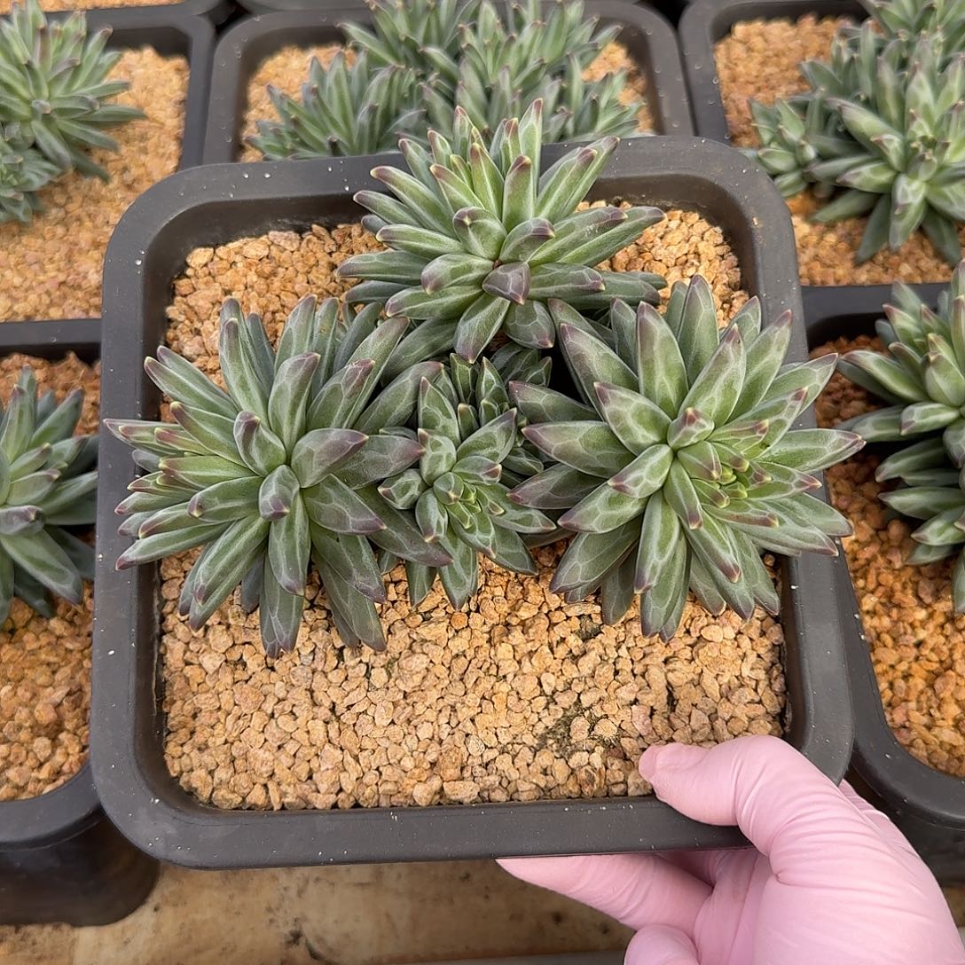 梵高美人整无砍老桩群生