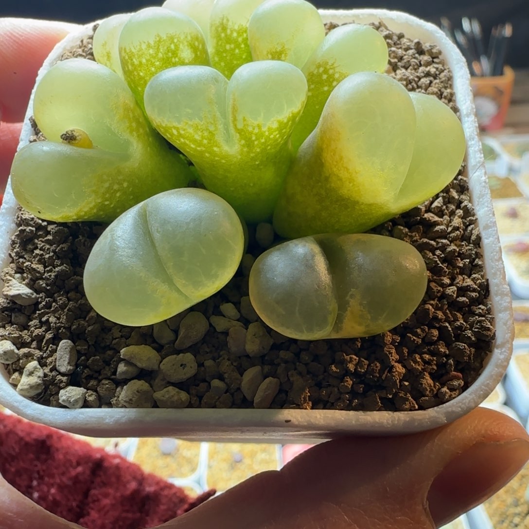 多肉植物透窗风铃群101号