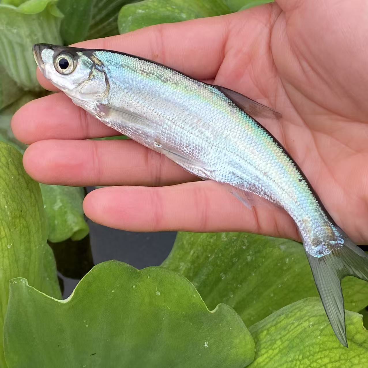 重庆发货翘嘴鱼大白鱼苗翘嘴活体水族食用淡水翘壳观赏鱼