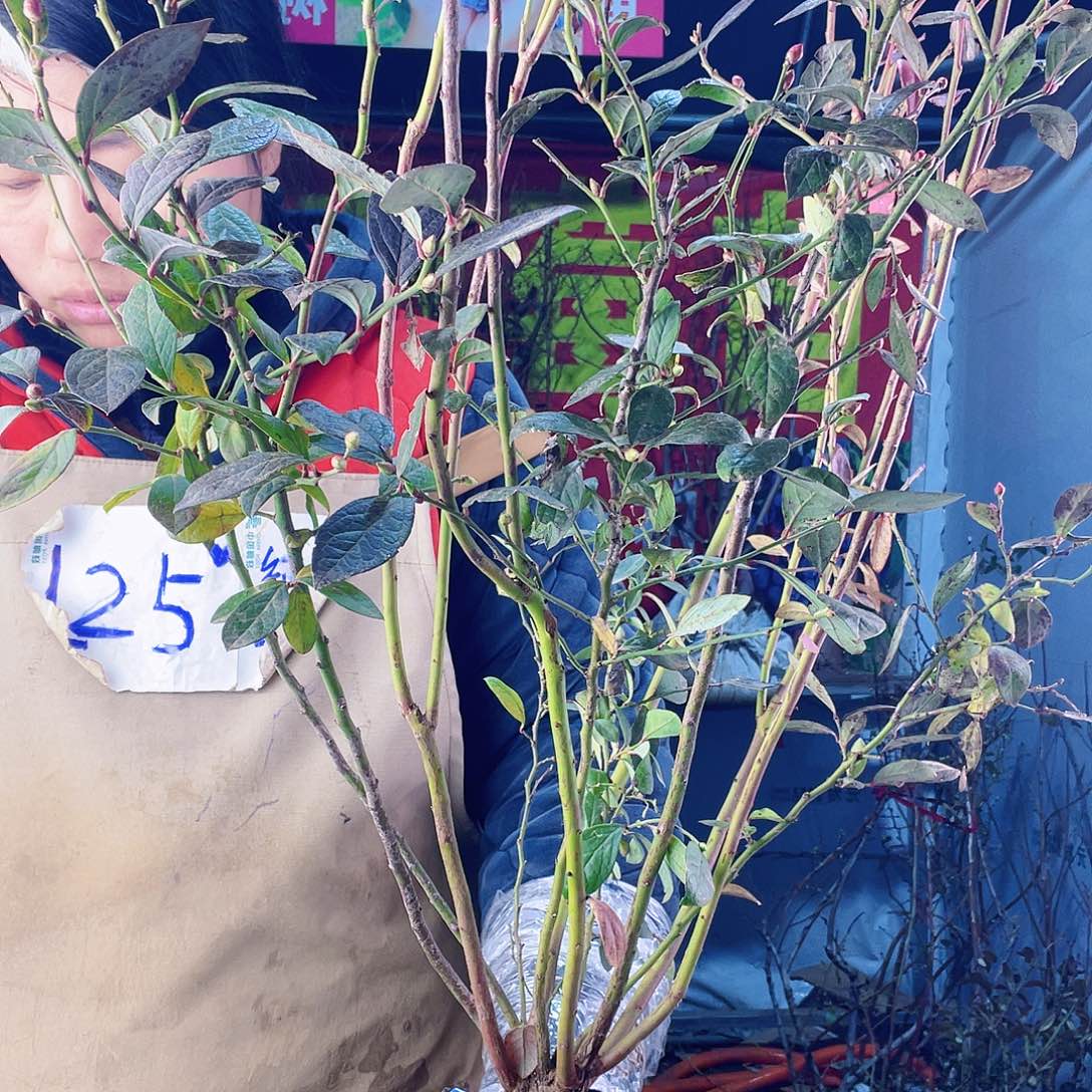 完全开放大果纯甜无酸蓝莓