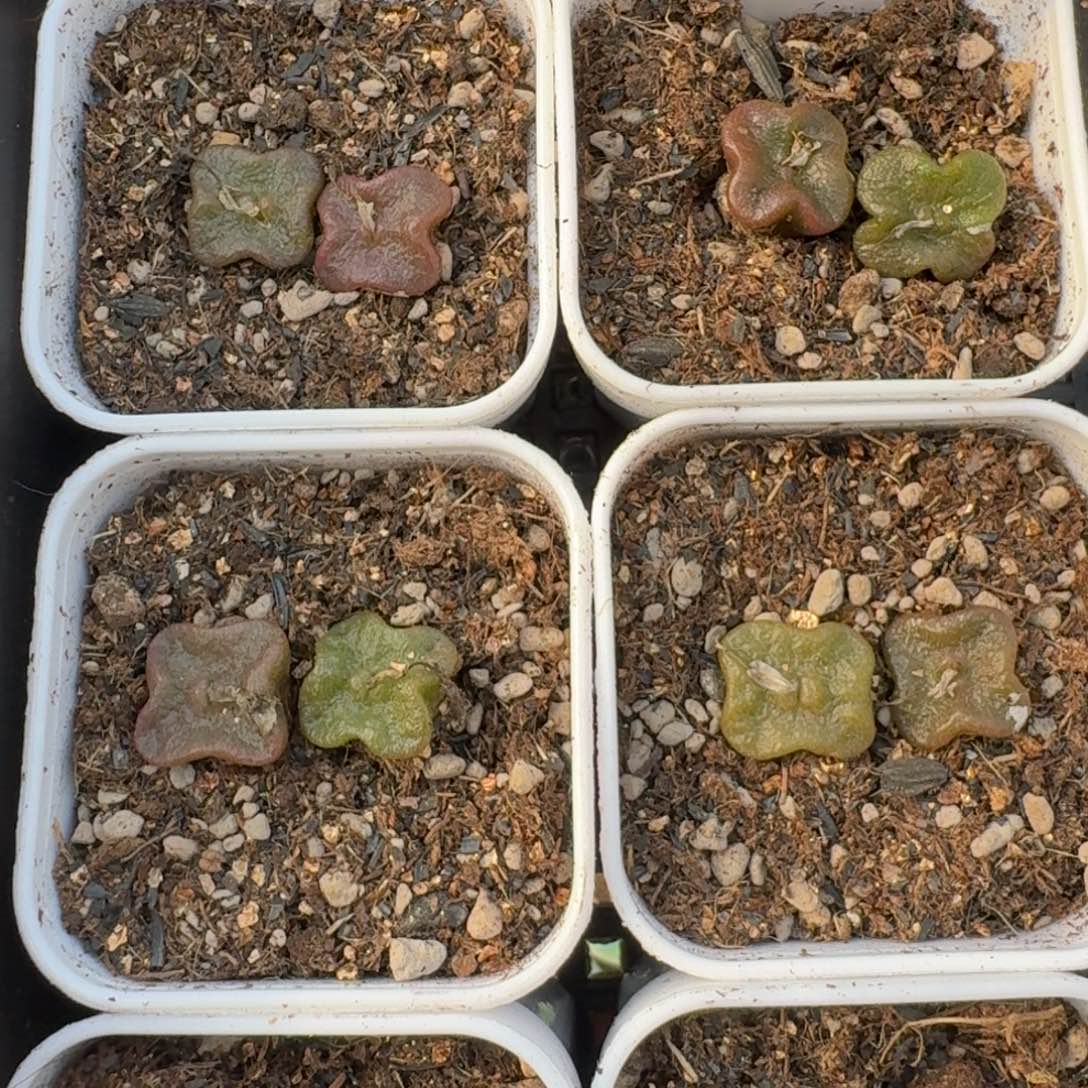 方糖福利一份2颗，