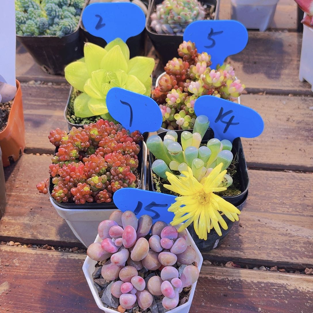 如图5盆套餐1111111111111111