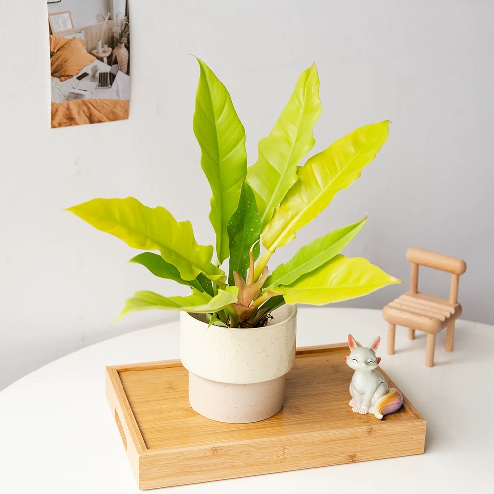 黄金火之戒蔓绿绒 盆栽绿植