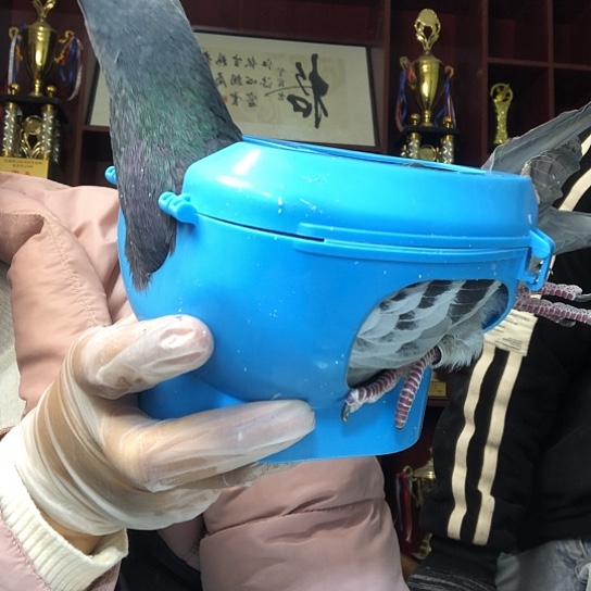 鸽子盒子蓝色包邮秒杀特价包邮秒杀特价一件不留货