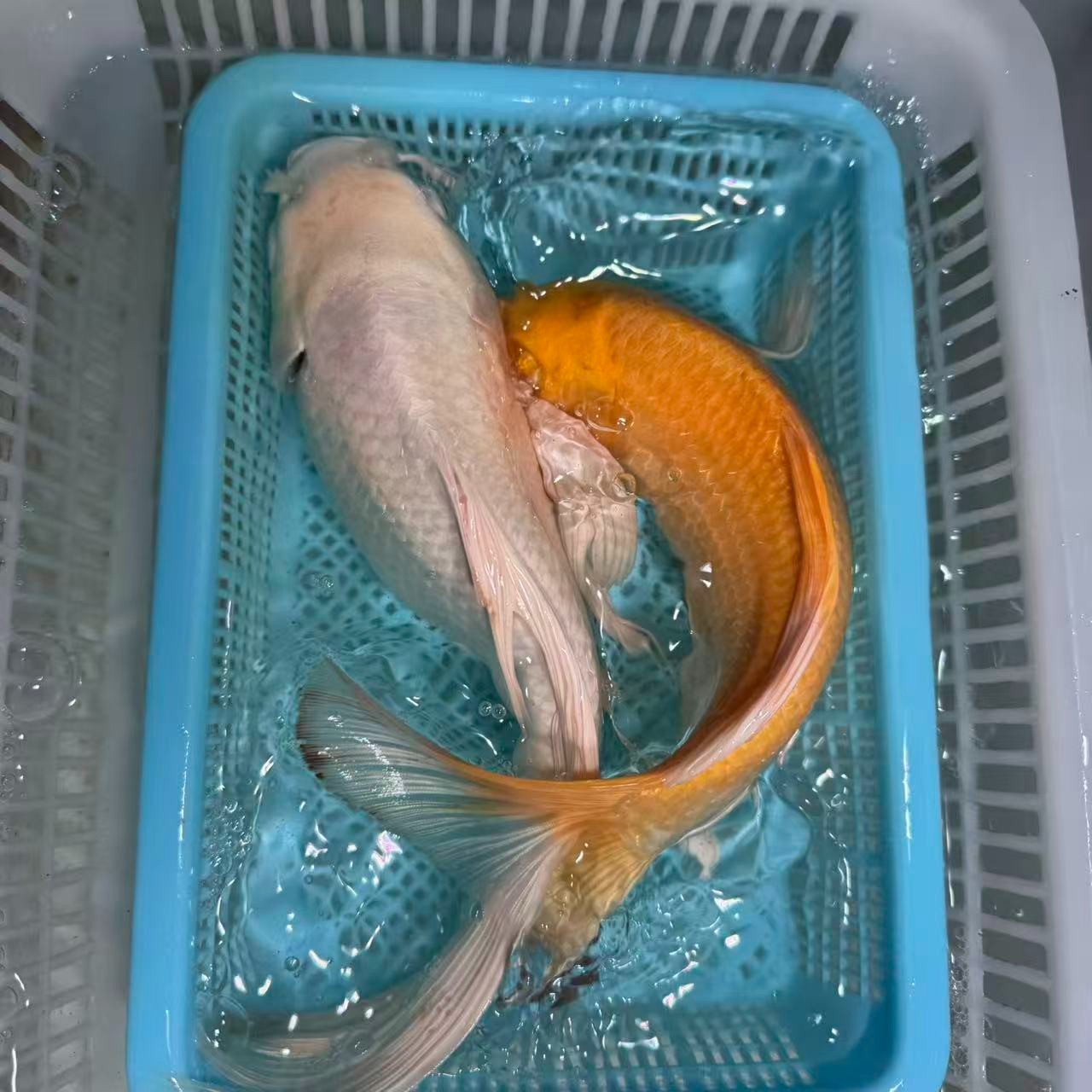 2条装15-20白黄锦鲤活体冷水观赏鱼多种颜色好养耐活