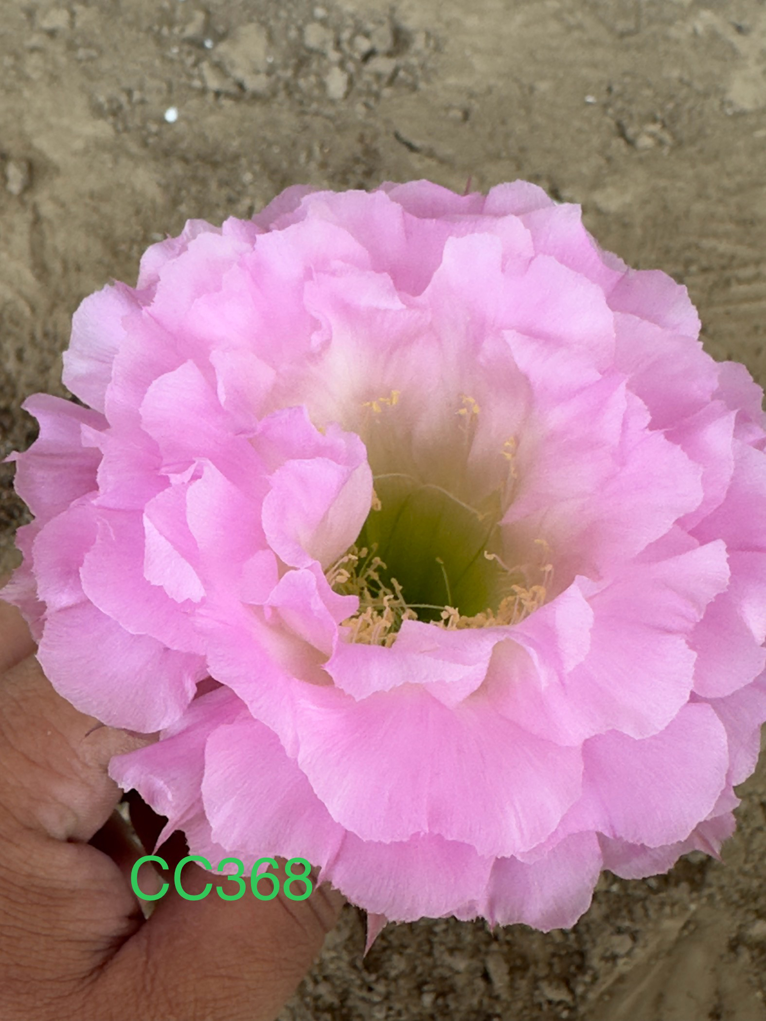 彩草无根侧芽歪CC368号