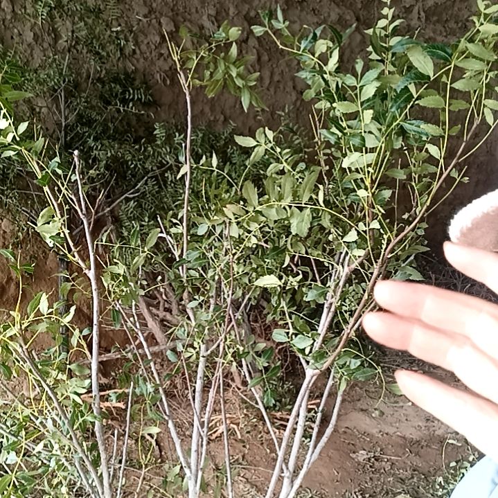 吴***峰完全开放123456789