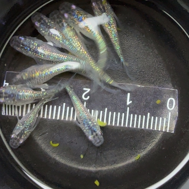 青鳉鱼短体蓝宝石31号