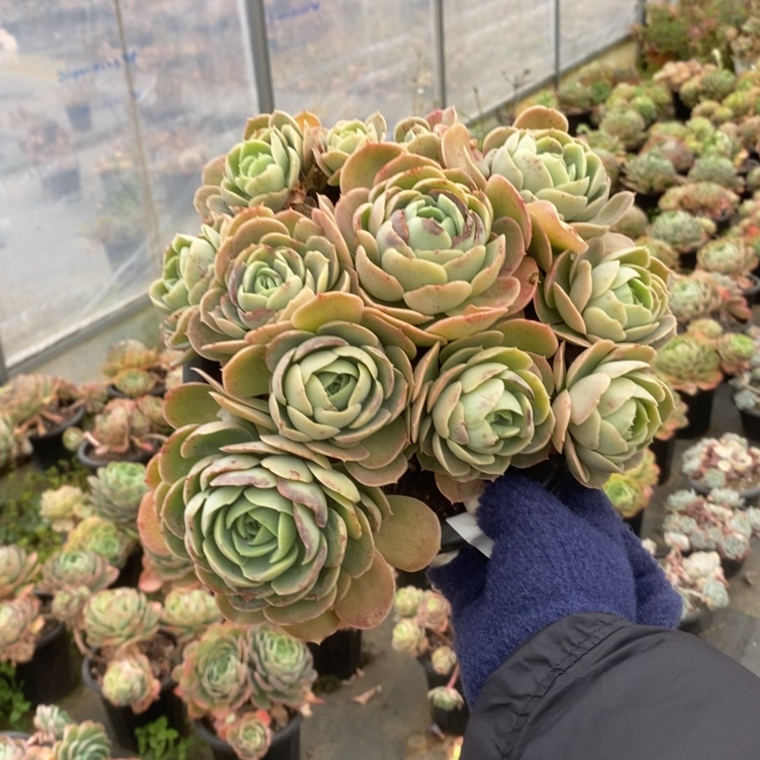 5067桃花坞一物一拍