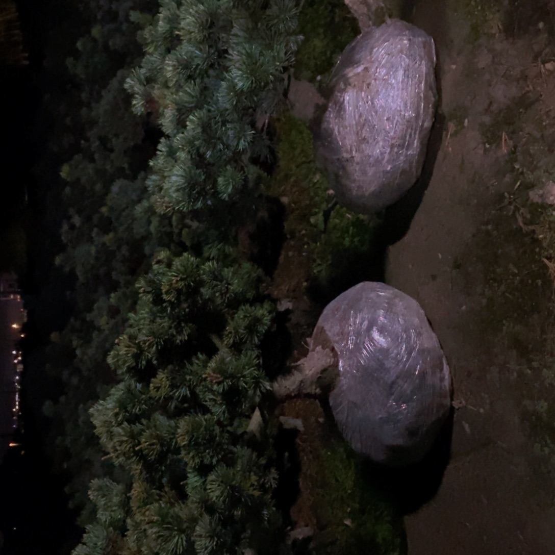 用***7无花朵瑞光大坂盆景素材